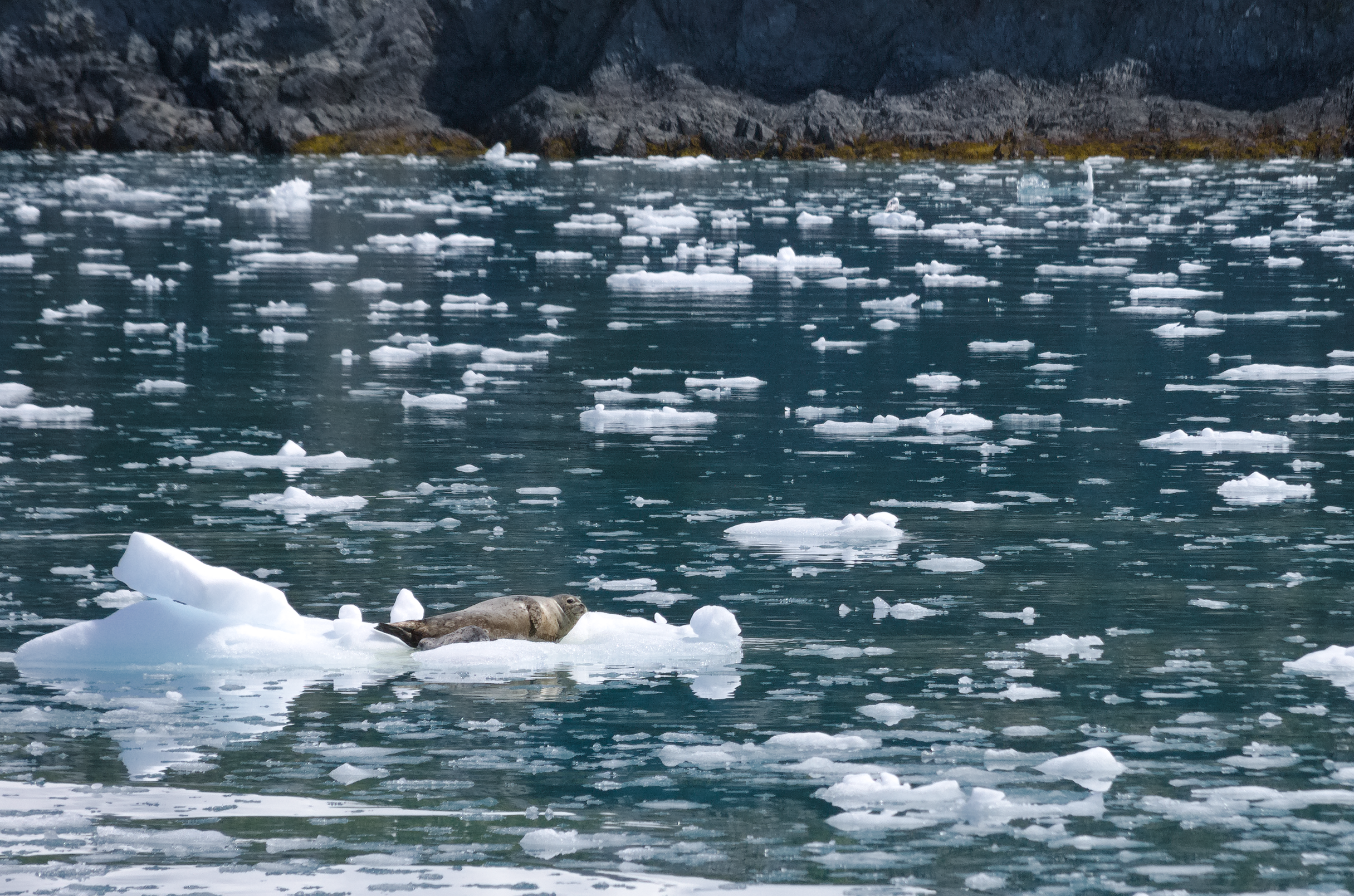 A seal and their cub admidst a field of icebergs